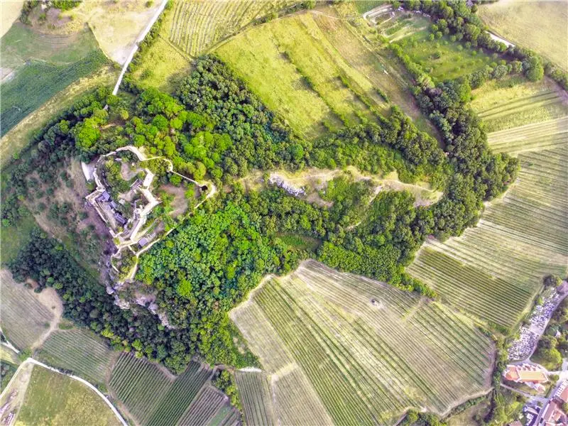 Weingarten des Weinguts Dürnberg in der Weinregion Falkenstein