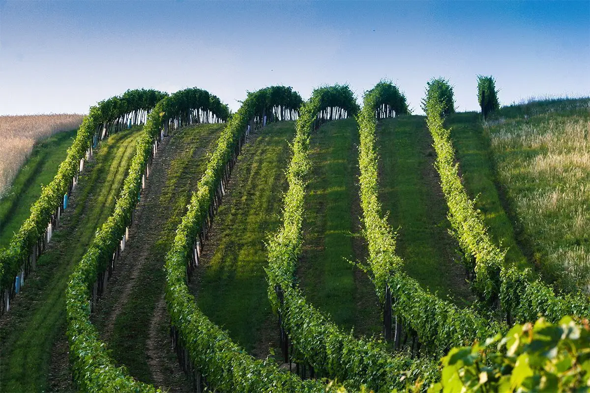 Weingarten des Weinguts Dürnberg in Niederösterreich